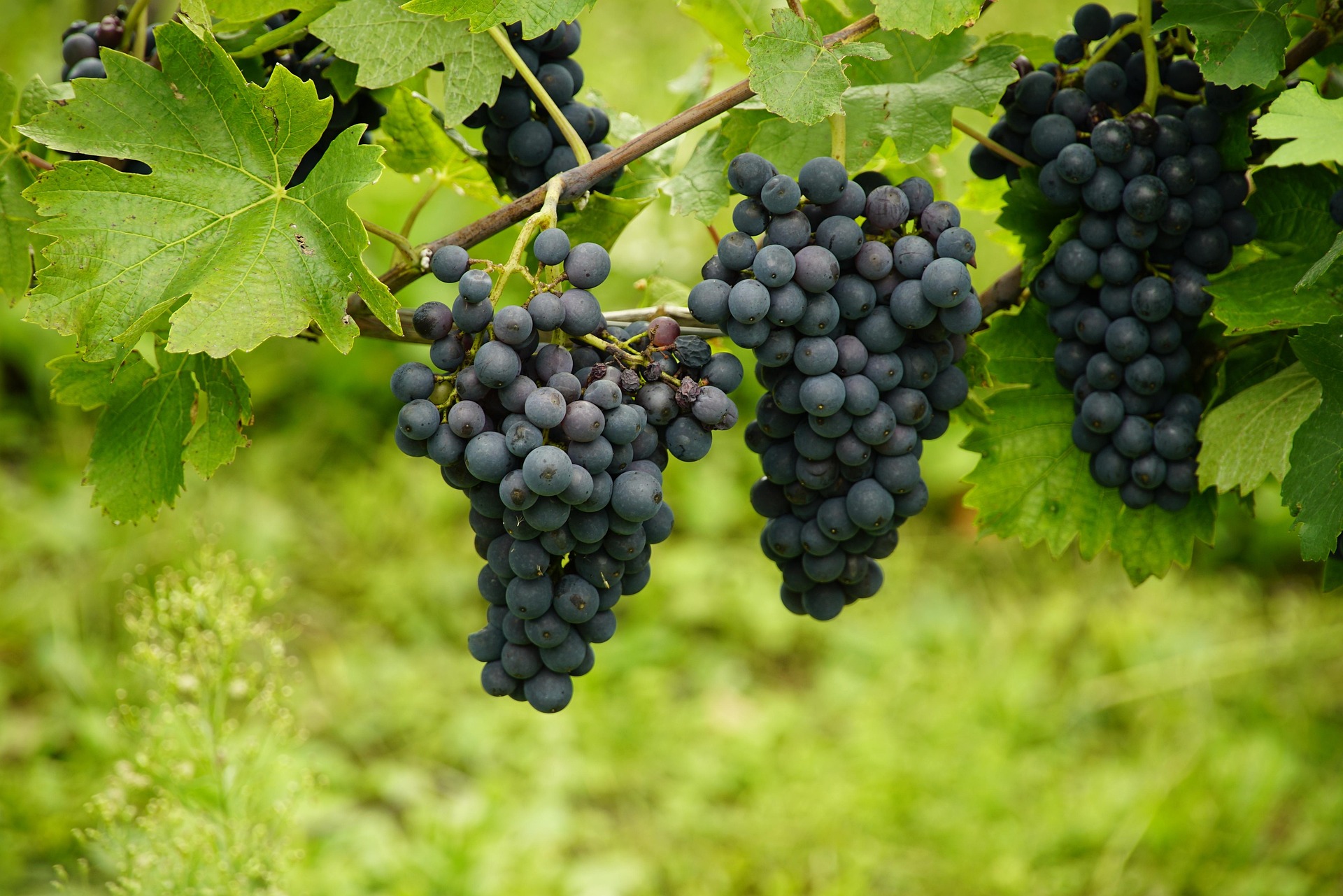 Vinice - hrozny